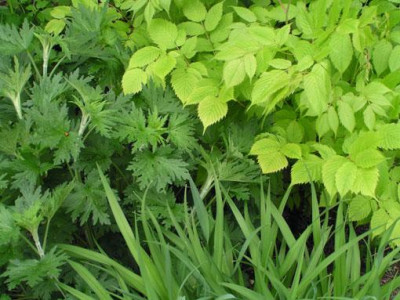 leonurus_aruncus_hemerocallis.jpg