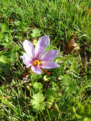 Crocus sativus