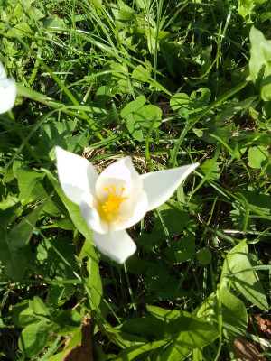 Crocus NoName