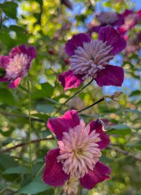 IMG_8094.jpeg