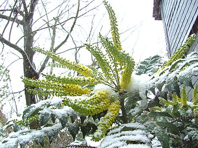 Mahonia_bealei_fars_2008.jpg