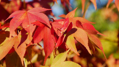 Acer p. Osakazuki