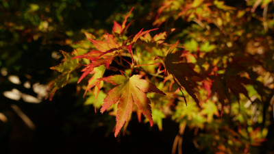 Acer p. Ging Green