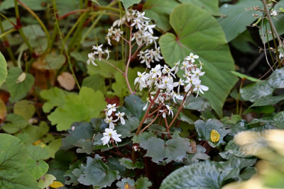 Saxifraga-Okt0225_015_01.JPG