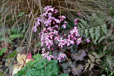 Saxifraga-Okt0325_003_03_02.JPG