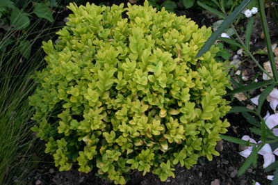 Buchs0707.jpg
