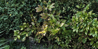Paeonia lactiflora 'Festiva Maxima'.jpg
