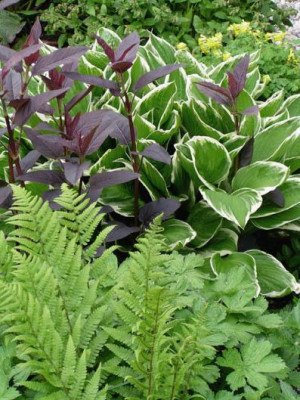 lysimachia_firecracker_hosta_geranium_farn.jpg