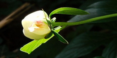 Paeonia lactiflora 'Festiva Maxima' 1.jpg