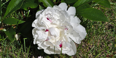 Paeonia lactiflora 'Festiva Maxima' 2.jpg