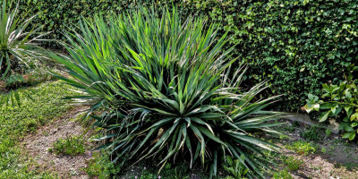 Yucca gloriosa nobilis.jpg