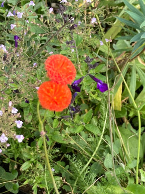 IMG_1612.jpeg
