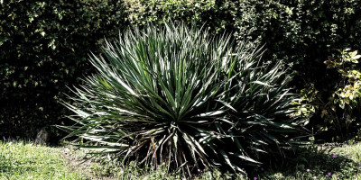 Yucca gloriosa nobilis am 17.9. 14h.jpg