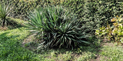 Yucca gloriosa nobilis am 2.10. 12h.jpg
