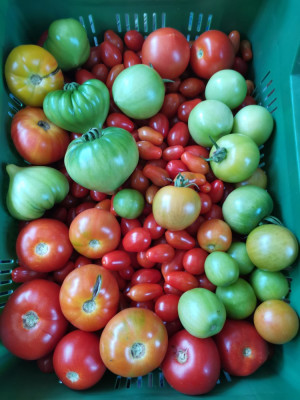 Tomaten 20250921.jpeg