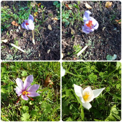 Crocus speciosus u. sativus