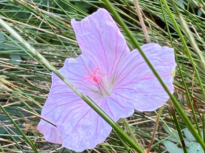 Geranium