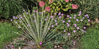 Blüte im Oktober 1.jpg