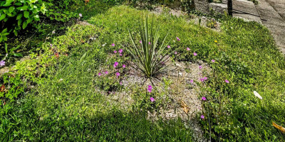 Geranium sanguineum 'Max Frei' Anfang Juni.jpg
