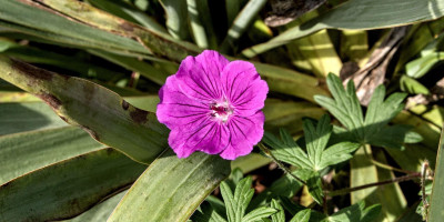 Geranium sanguineum 'Tiny Monster'.jpg
