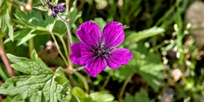 Geranium x psilostemon 'Dragon Heart'.jpg