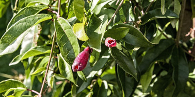 Bignonia capreolata im Oktober.jpg
