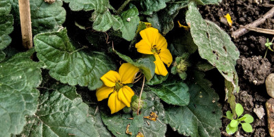 Chrysogonum virginianum 'Andre Viette'.jpg