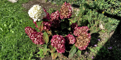 Hydrangea paniculata 'Bloody Marie'.jpg
