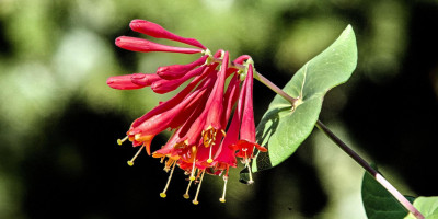 Lonicera brownii 'Dropmore Scarlet'.jpg