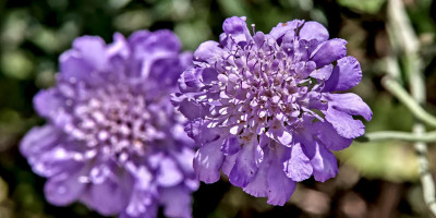 Scabiosa columbaria 'Butterfly Blue'.jpg