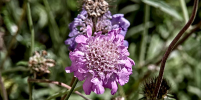 Scabiosa.jpg