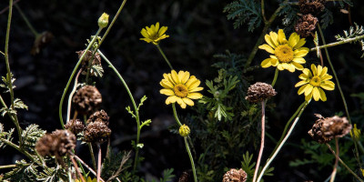 Anthemis tinctoria 'Dwarf Form'.jpg
