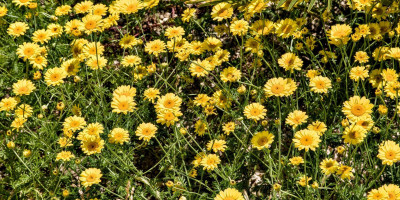 Anthemis tinctoria 'Dwarf Form' im Juni.jpg