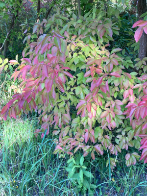 IMG_1710.jpeg