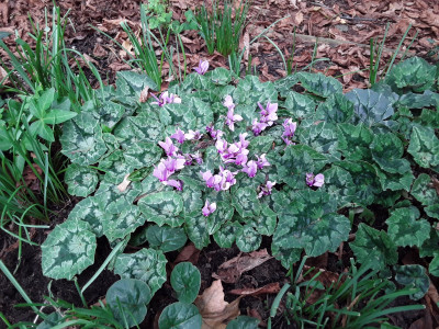 Cyc. Hederifolium