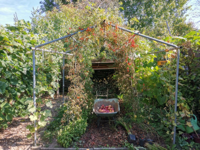 Tomaten abschluss 20250920.jpeg