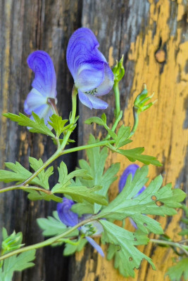 20251005_100739 Aconitum arcuatum.jpg