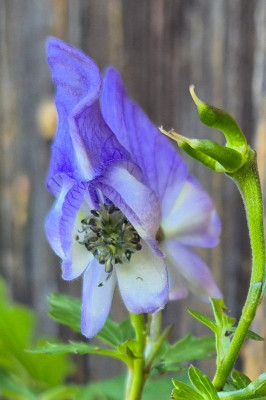 20251005_100240 Aconitum arcuatum.jpg