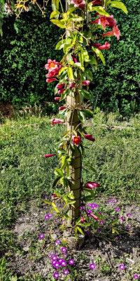 Bignonia capreolata nach 1 Winter im Juni.jpg