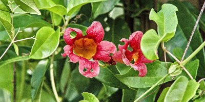 Bignonia capreolata angefressen.jpg