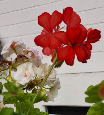 Dauerblühende Pelargonien