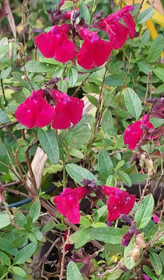 Salvia mit Ausdauer