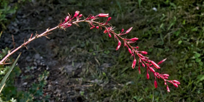 Hesperaloe parviflora im Herbst.jpg