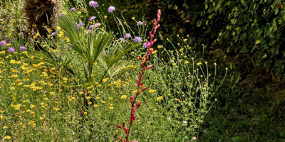 Hesperaloe parviflora Anfang Juni.jpg