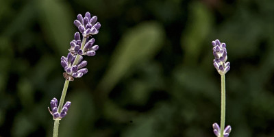 Lavandula angustifolia 'Munstead'.jpg