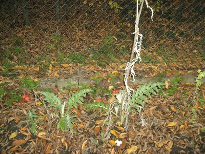 Cardy-Jungpflanzen.jpg
