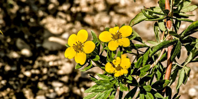 Potentilla fruticosa.jpg