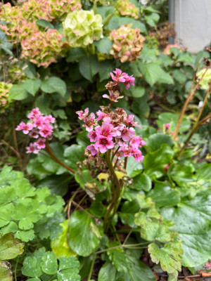 IMG_3755.jpeg