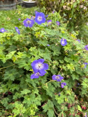 IMG_3741.jpeg