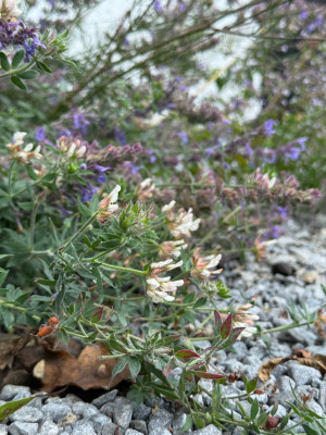 IMG_3740.jpeg